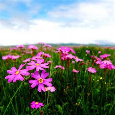 百花乱舞官方